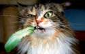 cat-eating-bird.jpg