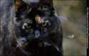 infiniti_bird_hunter_sallaway_6664.jpg