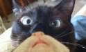 Best_cat_bearding_pictures.jpg
