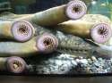 lamprey 3.jpg