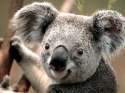Koala used stare.jpg