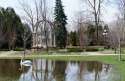 Swan-at-Waterloo-Park-11394[1].jpg