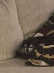 dog.jpg