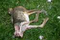 Dead_rabbit_03_ies.jpg