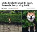 shiba.png
