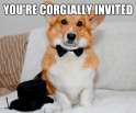 corgi.jpg