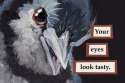 bird.jpg