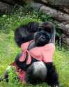 funny-monkey-fashion-like-girls.jpg