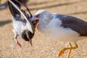 1413199092529_wps_22_Seagull_dragging_the_pige.jpg