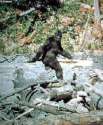 bigfoot-sightings.jpg