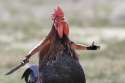 Angry Chicken.png