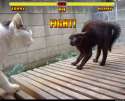 Cat_Fight_Round_One.jpg