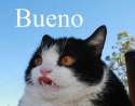 bueno.jpg