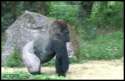 abandon thread gorilla.gif