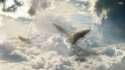 tmp_11523-whales-flying-in-the-clouds-28639-1920x1080-1735099627.jpg