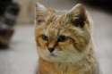 Desert-Cat2.jpg