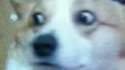 spookedoggo.jpg