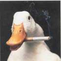 ducksmoking1.jpg