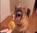 hungrydoggo.jpg