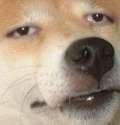 chilldoggo.jpg