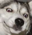 yummydoggo.jpg