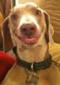 smilingdoggo2.jpg