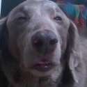 highdoggo2.jpg