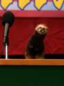neds-declassified-weasel.jpg