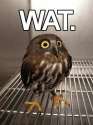 Watowl.jpg