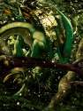 40544_Syrinoth_dragon01_clr.jpg