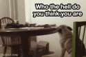 pug life.gif