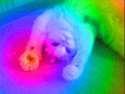 1476537273646.gif