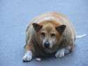 Fattest of the Doggos.jpg