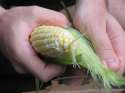 shucking-corn.jpg