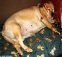 doggo.jpg
