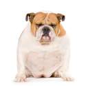 Grumpy-Doggo.jpg
