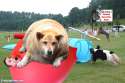 Photoshop Doggo.jpg
