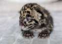 s-Tiny-claws..jpg