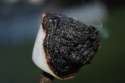 burnt-marshmallow1.jpg