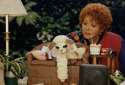 lambchop.jpg