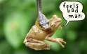 frog-1_1837514b.jpg
