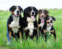 1024px-Sennenhund.jpg