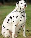 DalmationDoggo.jpg