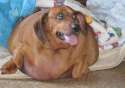 StuckDoggo.jpg