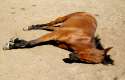 dead_horse1.jpg