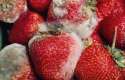 MoldyStrawberries-603x390.jpg