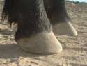 hooves.jpg
