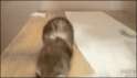 1430667743499.gif