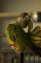 s_a_personality_a_parrot.jpg