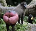 MONKEYBUTT.jpg